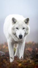 Obraz premium A beautiful white wolf walking forward in a foggy autumn forest.