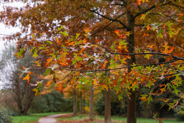 Bunte Herbstblätter