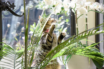 Young cat playing indoors in a family home interior the kitten is hiding behind a house plant near the window