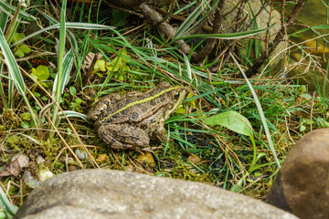 In lush, green habitat, frog Rana ridibunda (pelophylax ridibundus) sits camouflaged among grass and foliage, blending seamlessly with