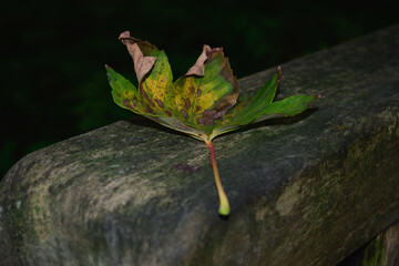Fallen tree leaves in autumn on the wooden railing of a bridge. Belgium