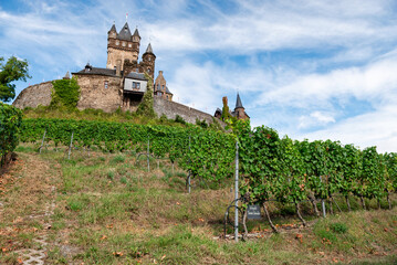 Cochem, Germany - September 9, 2025: The medieval Reichsburg Cochem castle overlooks the steep, terraced vineyards of the Moselle Valley, Germany. The foreground shows grapevines on the hillside.