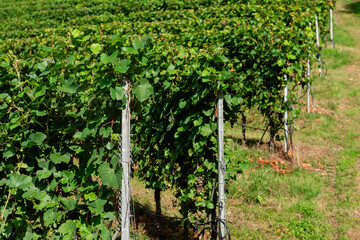 A view of tightly packed rows of lush green grapevines on the steep, sunlit slopes of the Moselle Valley illustrating the region's traditional terraced viticulture.