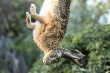 Wild hare, hunting trophy against the background of green autumn grass