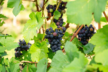 Cluster of ripe dark grapes hanging next to the gnarled vine trunk in a vineyard of the Moselle Valley. The berries show a rich purple color ready for harvest