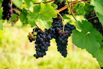 Ripe grapes on the vine, ready for harvest
