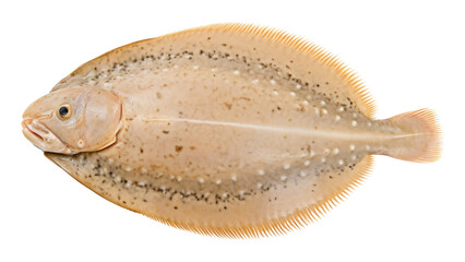 PNG Sole - Flatfish animal white background wildlife.