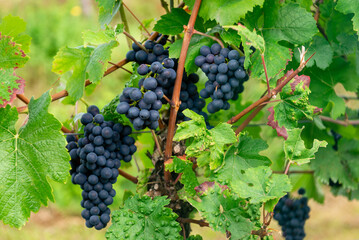 Clusters of ripe dark grapes on the vine in a Moselle Valley vineyard