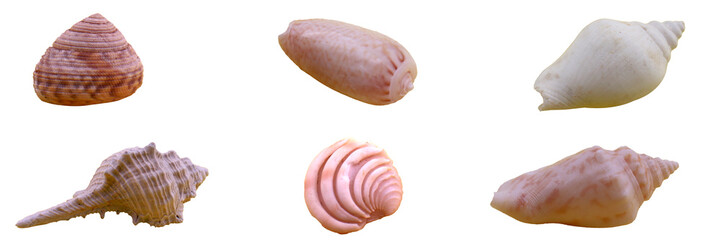 sea ​​snail collection on transparent background