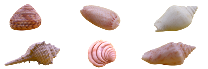 sea ​​snail collection on transparent background