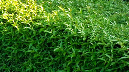 Vibrant Green Foliage With Dappled Sunlight Creating A Textured Natural Background For Organic Themes