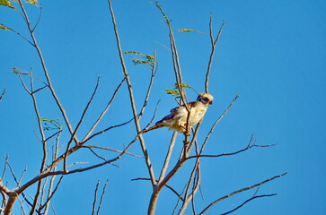 Laughing Falcon perched in Palo Verde area in Costa Rica