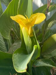 Obraz premium yellow petals of glorious gorgeous Birds of paradise