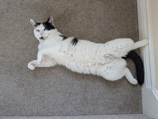 Cute black and white cat lying on its back with belly exposed © Jemima
