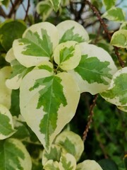 Variegated green and white foliage leaves close-up