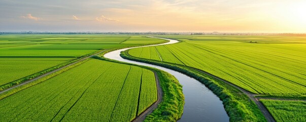 Aerial View of Lush Green Rice Fields and Winding River at Sunset