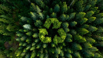 Fototapeta premium Aerial view captures recycling symbol formed by bright green coniferous trees within a dense forest canopy