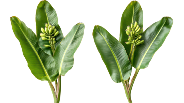 Two green plant stalks with developing flower buds isolated on transparent background