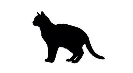 cat silhouette isolated on white background