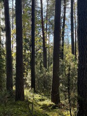 Obraz premium autumn forest in the morning