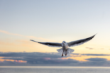 Seagull flying toward the sun over the sea. Beauty of the evening sky.