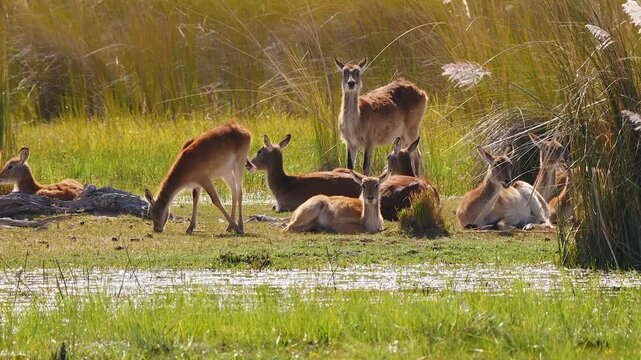 group of red lechwe resting in beautiful marshland  066