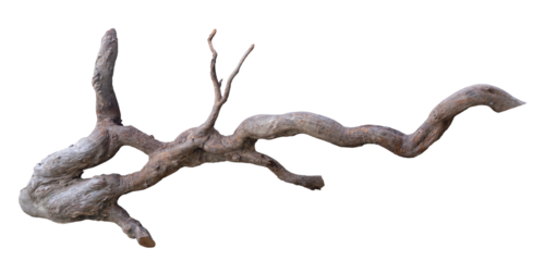 Broken tree branches with detached bark. Rustic wood branch. Weathered driftwood log isolated.