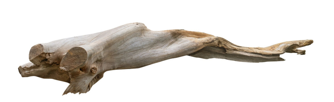 Broken tree branches with detached bark. Rustic wood branch. Weathered driftwood log isolated.