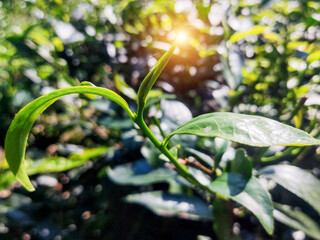 Assam tea garden to see selected shoot tea leaves	
