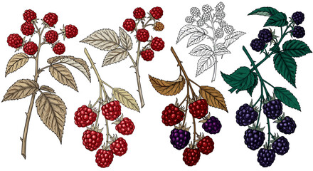 Botanical Raspberry & Blackberry Illustrations: Decorative Fruit Branches for Food Industry Design & Health Concepts - Detailed Graphic Art, Berry Picking Season, Summer Harvest, Ingredient Visuals, F