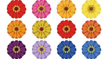 Vibrant Zinnia Flowers in Full Bloom Displaying Colorful Petals on White Backdrop, Ideal for Springtime Celebrations and Garden Themed Designs, Perfect for Backgrounds, Invitations, or Botanical Prese