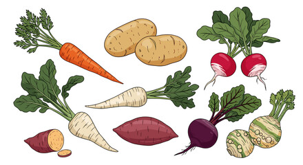 Root Vegetables Assortment Still Life: Fresh Carrots, Potatoes, Radishes, Parsnips, Beets, Sweet Potatoes for Healthy Cooking, Gourmet Cuisine, Vegan Diet, Farm to Table Marketing in Vibrant Cartoon S
