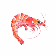 Watercolor shrimp illustration featuring vibrant pink and orange tones on white background. This detailed watercolor shrimp artwork showcases artistic rendering and attention to detail,