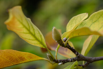 Magnolia Flowers and Buds Close-Up