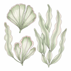 Seaweed illustration with marine algae and leafy kelp in delicate watercolor, seaweed illustration is showing beautiful ocean plants. Artistic seaweed illustration for ecological projects,