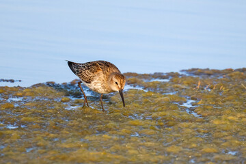 Calidris alpina sea-lairk, pliver's page, pickerel, peerie-snippock, whitterick, smaw wader in the shallow water