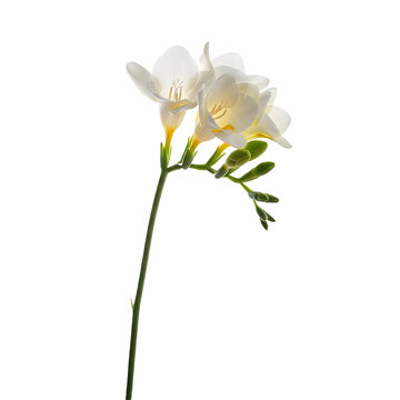Delicate white freesia flower isolated on transparent background in full bloom