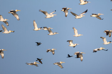 Fototapeta premium Flock of birds seagulls, pelicans, flamingos in flight on the water cormorants