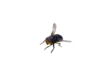 house flies typical of brazil on isolated white background