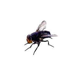 house flies typical of brazil on isolated white background