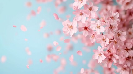 Delicate cherry blossoms falling gracefully in a gentle spring breeze creating a serene and romantic scene with soft pink petals drifting through the air and a blurred atmospheric background