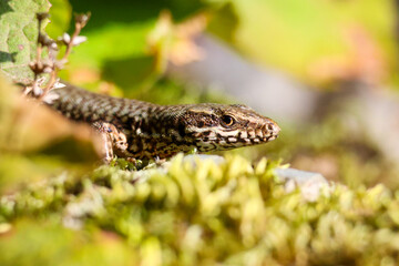 lizard in the grass on the sun