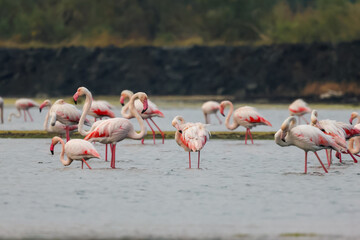 Flock of birds seagulls, pelicans, flamingos in flight on the water cormorants