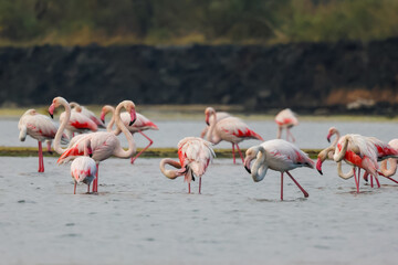 Flock of birds seagulls, pelicans, flamingos in flight on the water cormorants