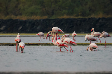 Fototapeta premium Flock of birds seagulls, pelicans, flamingos in flight on the water cormorants