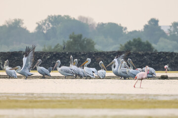 Obraz premium Flock of birds seagulls, pelicans, flamingos in flight on the water cormorants