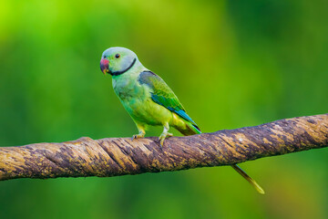Vibrant Green Parakeet Perched on a Branch in Natural Habitat