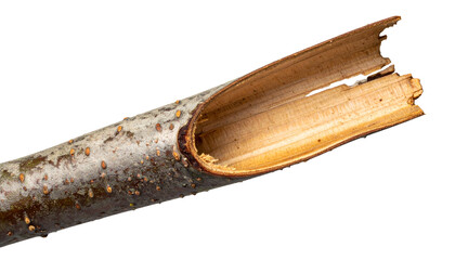 broken tree branch hollow split wood tube with bark and inner texture visible on isolated background
