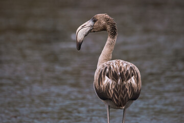 Young flamingo chick on shallow water in the wild close up