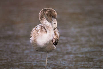 Young flamingo chick on shallow water in the wild close up